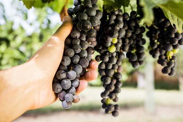 Рука собирать красные гроздья винограда — стоковое фото