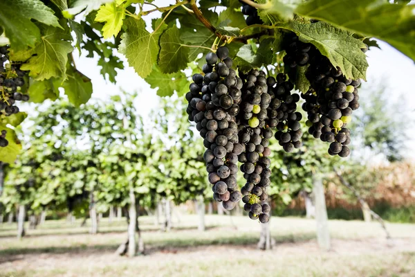 Красные гроздья винограда — стоковое фото