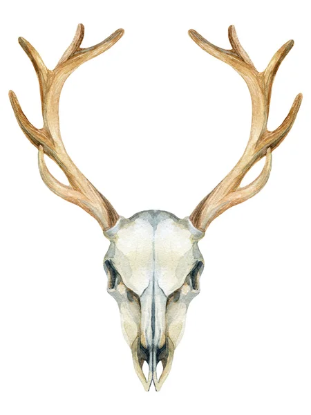 Deer skull. Animal skull isolated on white background. — стоковое фото