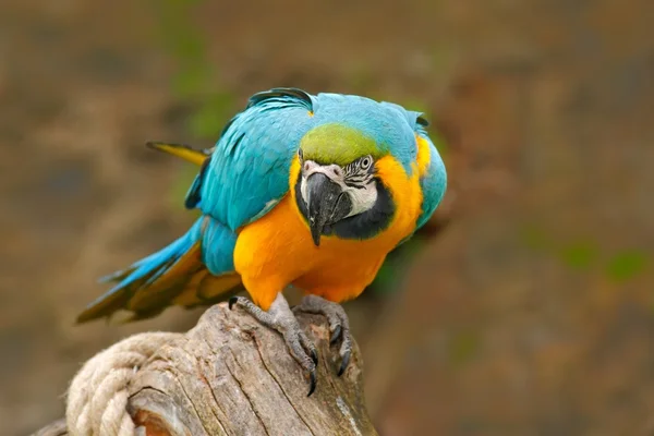 Попугай ара ararauna — стоковое фото