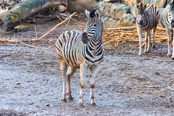Один ребенок Zebra — стоковое фото