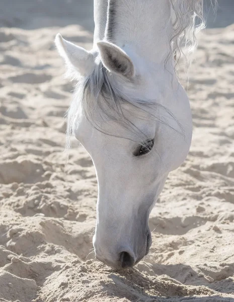 Арабский конь белый песок запах — стоковое фото