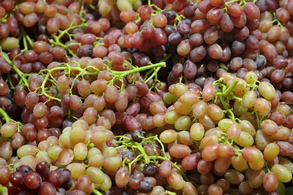 Спелый виноград скамейками — стоковое фото