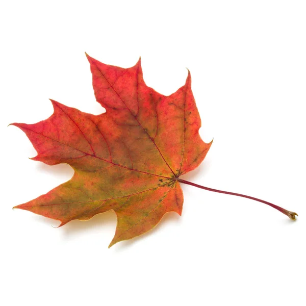 Красочный Осенний кленовый лист — стоковое фото