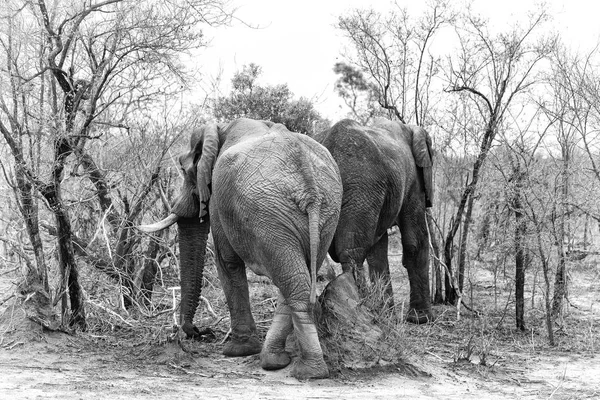 Два слона в кустах — стоковое фото