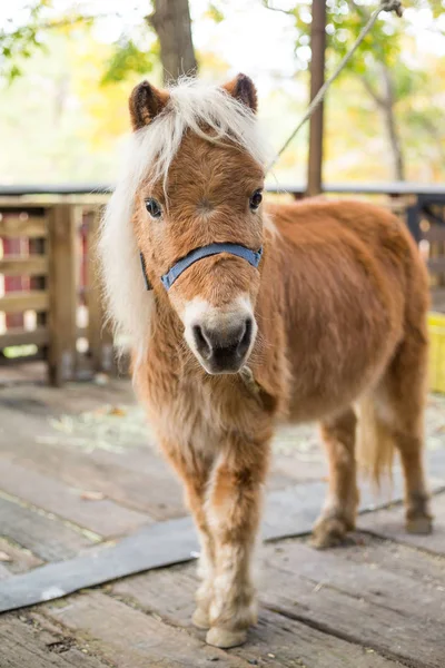 Маленький пони, глядя на камеру — стоковое фото
