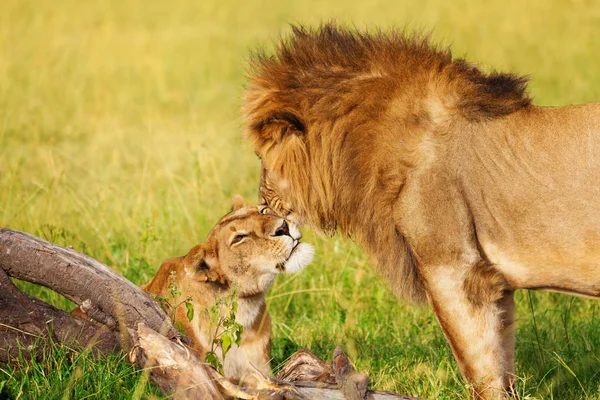 Красивые Лев и львица обнимаются — стоковое фото