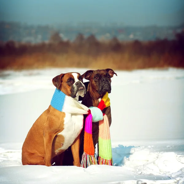 Связать две собаки породы боксер, сидя в зимнее время на снегу, — стоковое фото