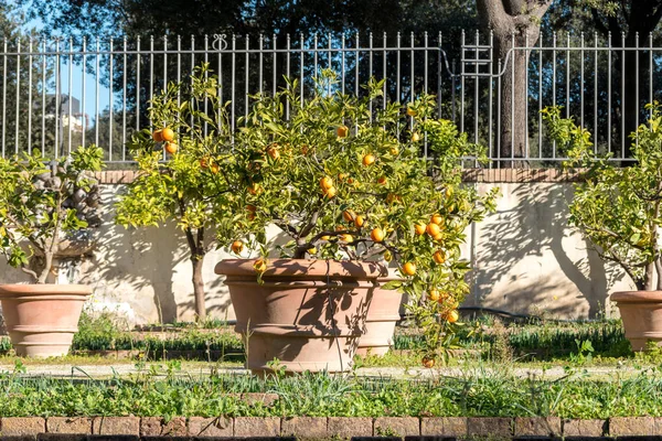 Мандарин дерево в горшке — стоковое фото