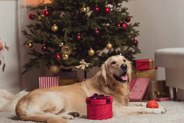 Золотой ретривер собака в канун Рождества — стоковое фото
