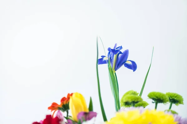 Крупным Планом Вид Красивых Цветущих Цветов Изолированные Серый — стоковое фото