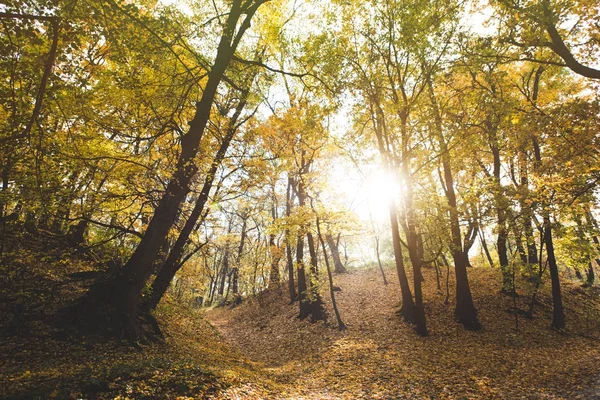 Красивый осенний лес — стоковое фото