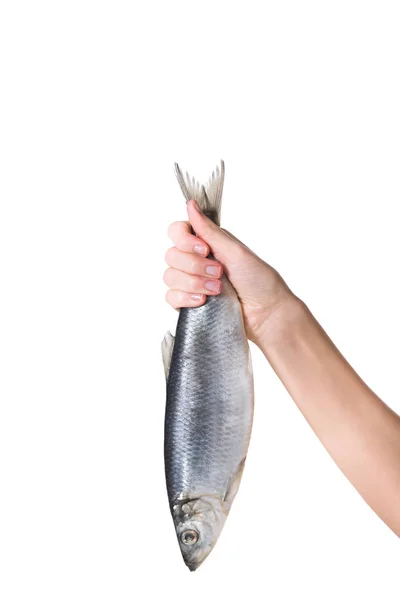 Обрезанное Изображение Женщины Держащей Руке Изолированные Белом Рыбы — стоковое фото