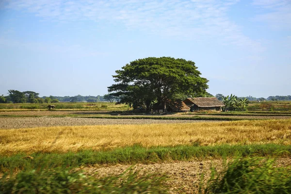 Традиционный деревенский пейзаж Мьянмы (Бирма) включая поля — стоковое фото