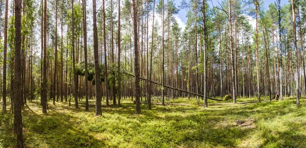 Зеленые Деревья Растительность Красивый Лес Налибоки Лес Беларусь — стоковое фото