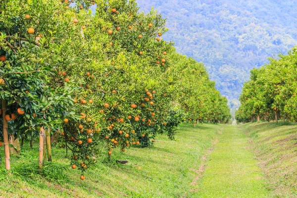 Апельсиновое дерево парк — стоковое фото