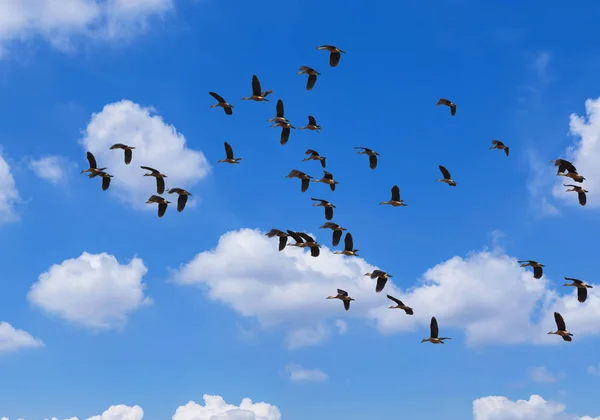 Стая меньшей свистящая утка или меньшей свист чирок или индийского свист утка летит на голубое небо — стоковое фото