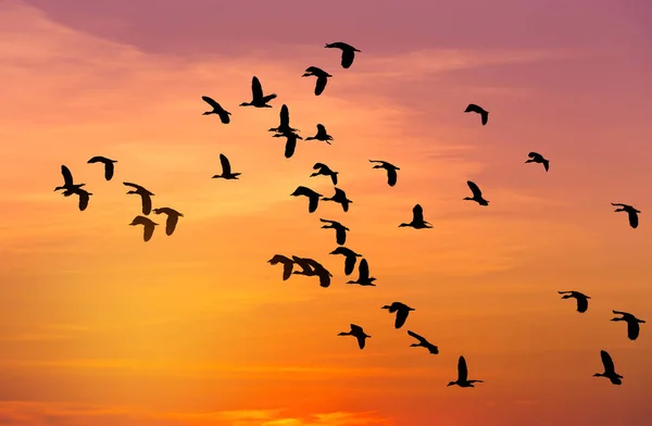 Силуэт стадо меньшей свистящая утка или меньшей свист чирок или индийского свистящие утки, полет на закате — стоковое фото