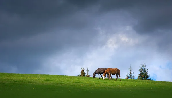 Пара лошадей, пасущихся в горах на фоне бурных темного неба — стоковое фото