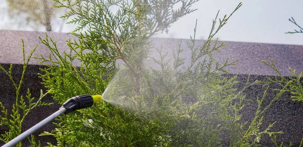 Садовник окропляет молодых сливовое дерево от вредителей и болезней с опрыскиватели. Он держит распылитель в руке — стоковое фото