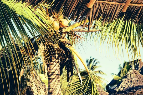 Кокосовая пальма дерева лист крупным планом — стоковое фото