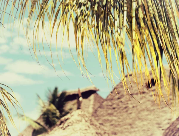 Кокосовая пальма дерева лист крупным планом — стоковое фото
