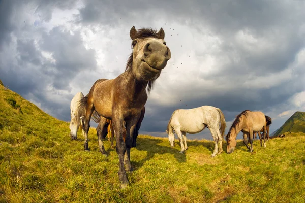 Выпаса диких лошадей на склонах — стоковое фото