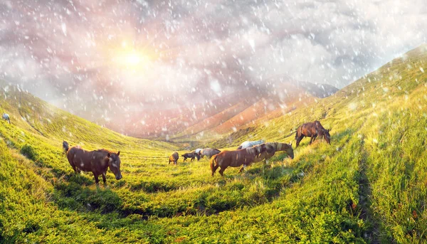 Снегопад за табуном лошадей — стоковое фото
