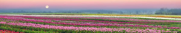 Тюльпаны в Карпатском регионе — стоковое фото