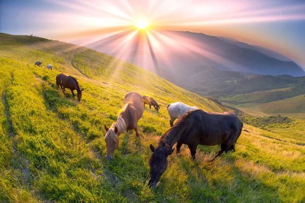 Лошади на вершине горы — стоковое фото