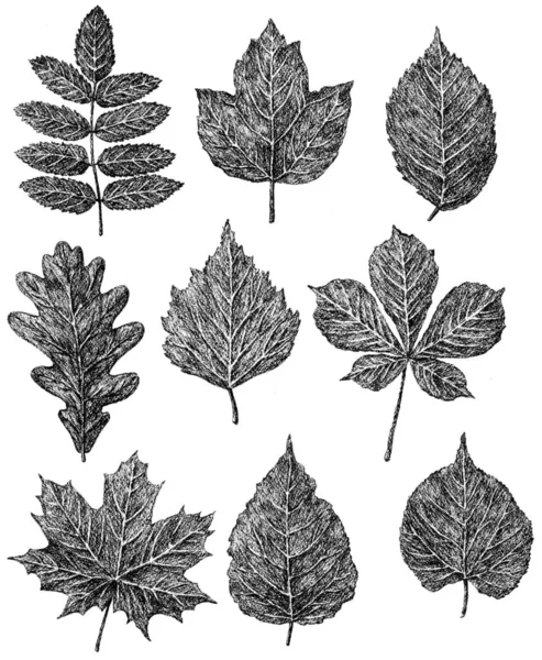 Рука чертежи падающие листья деревьев — стоковое фото