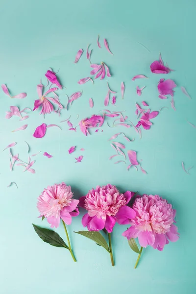 Розовые пионы на бирюзовый — стоковое фото