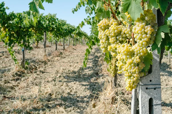 Букеты белых сортов винограда — стоковое фото