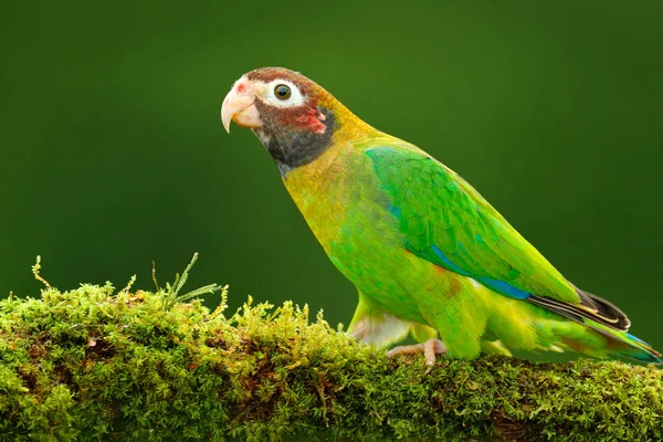 Браун капюшоном попугай — стоковое фото