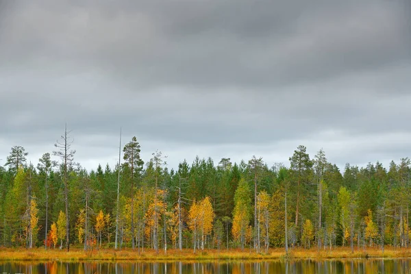 Осенний лес с голубым небом — стоковое фото