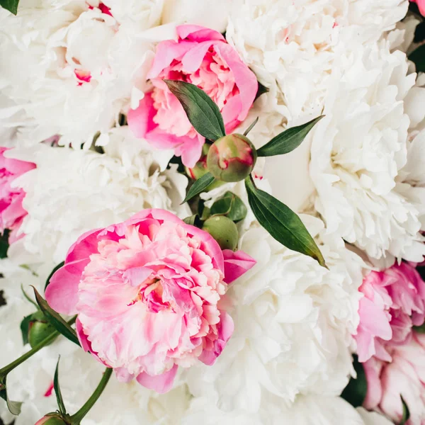 Крупный белый и Розовый пион цветы — стоковое фото