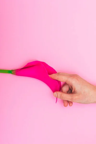 Руки Touch Калла Цветок Виде Частей Женского Тела Розовом Фоне — стоковое фото