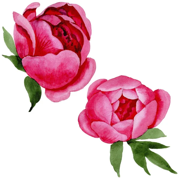 Уайлдфлауэр красные пионы цветок в стиле акварели изолированные — стоковое фото