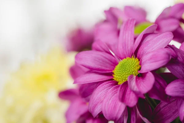 Фиолетовые свежие цветы — стоковое фото