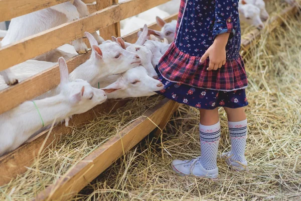 Cropped Image Goats Biting Kids Dress Farm — стоковое фото
