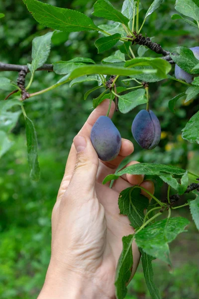 Orchard Man Hand Tears Ripe Organic Plums Branch Healthy Vitamin — стоковое фото
