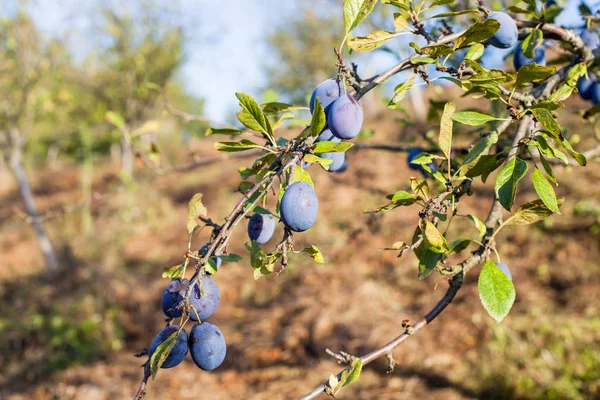 Ripe Plum Tree Fruit Blue Sky Summer Day — стоковое фото
