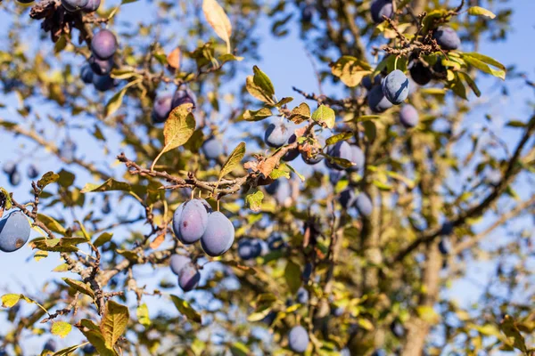 Ripe Plum Tree Fruit Blue Sky Summer Day — стоковое фото
