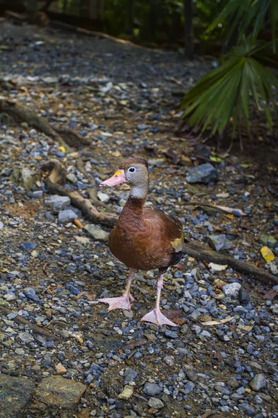Black Bellied Whistling Duck Standing Rocky Road — стоковое фото