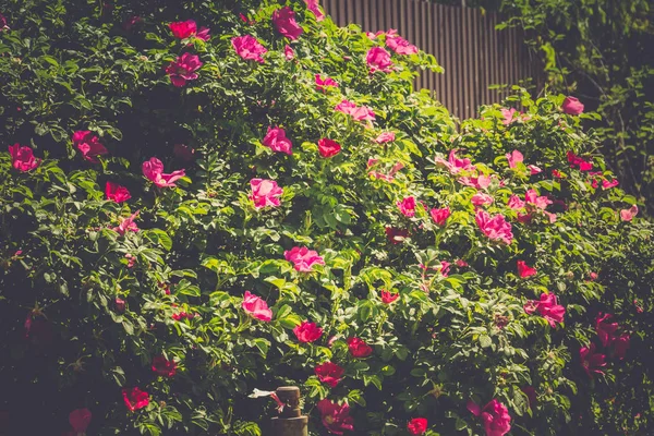 Blooming Briar Flowers Bright Pink Color Bushes Filtered — стоковое фото