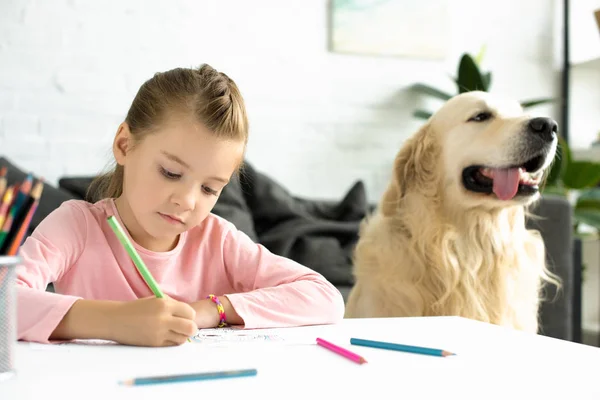 Portrait Cute Child Drawing Picture Pencils Golden Retriever Dog Home — стоковое фото