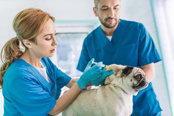 Two Veterinarians Making Vaccination Pug Dog Veterinary Clinic — стоковое фото