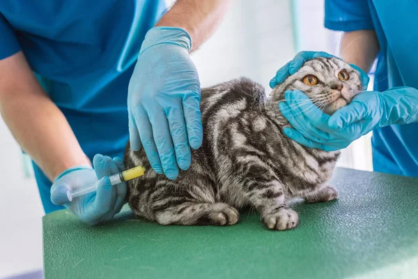 Cropped Image Two Veterinarians Making Vaccination British Shorthair Cat Clinic — стоковое фото