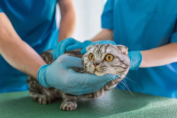 Cropped Image Two Veterinarians Holding British Shorthair Cat Veterinary Clinic — стоковое фото