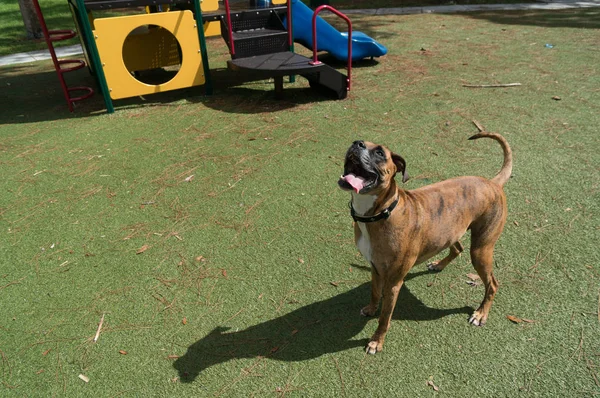 Silly Boxer Dog Enjoying Playground Fall Day — стоковое фото